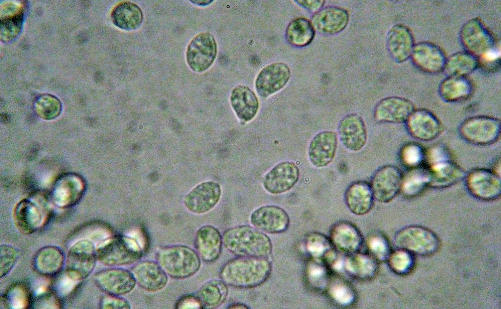 Clitocybe sp in pineta marittima